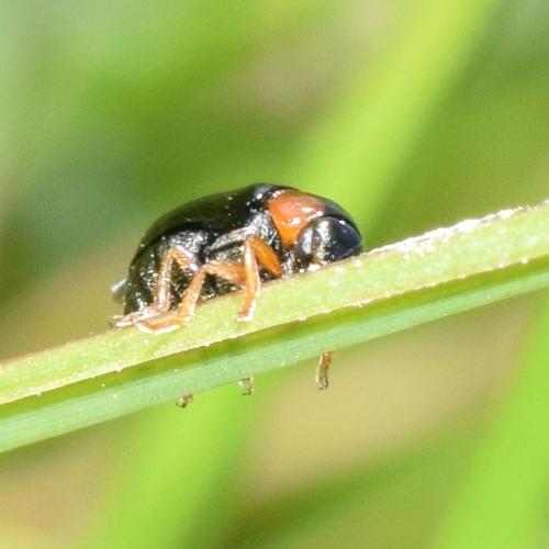 Réf. 312 709 : Smaragdina aurita